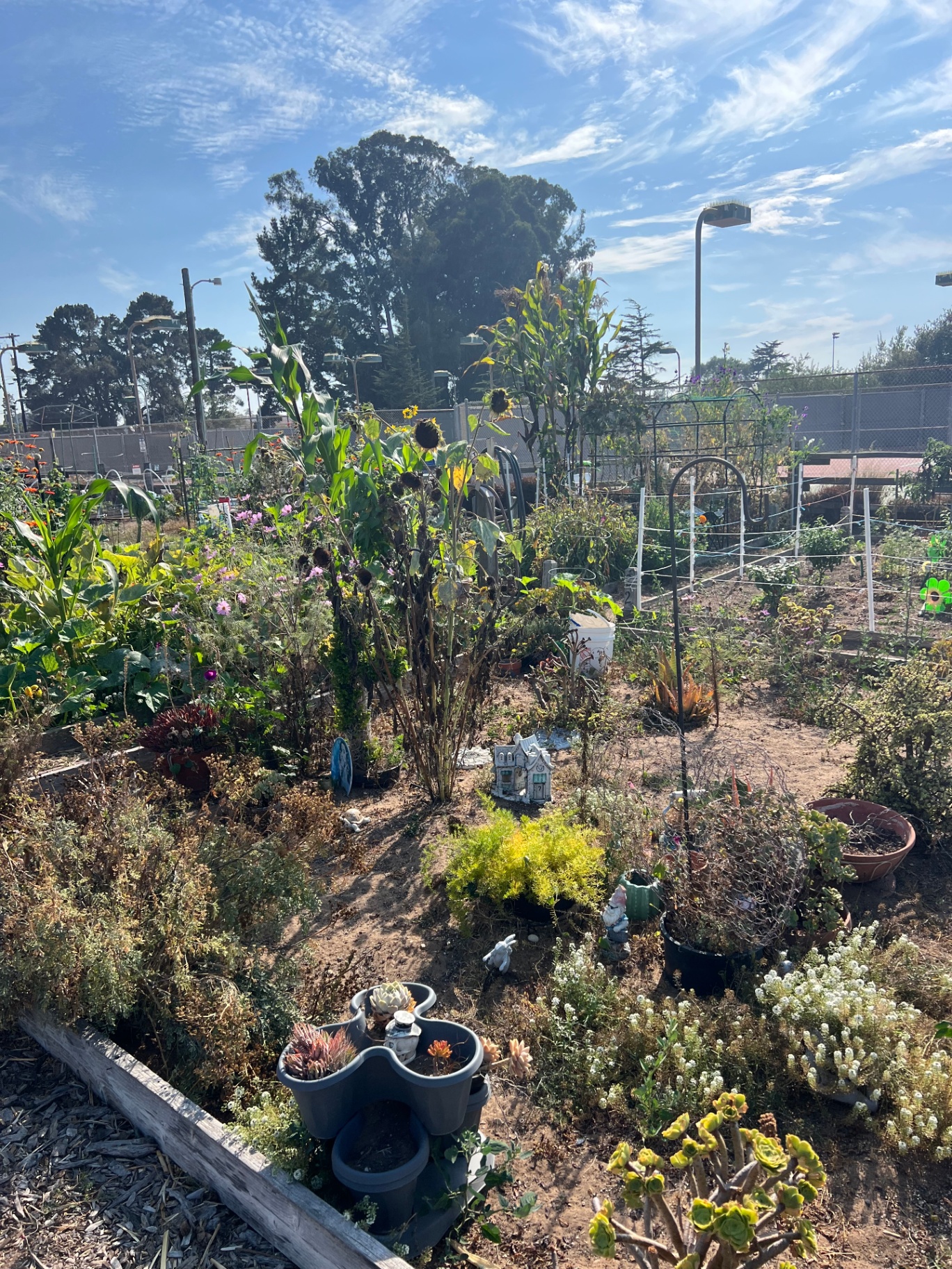 Sunflowers, succulents, and flowering plots across the community garden the preschool tends each week