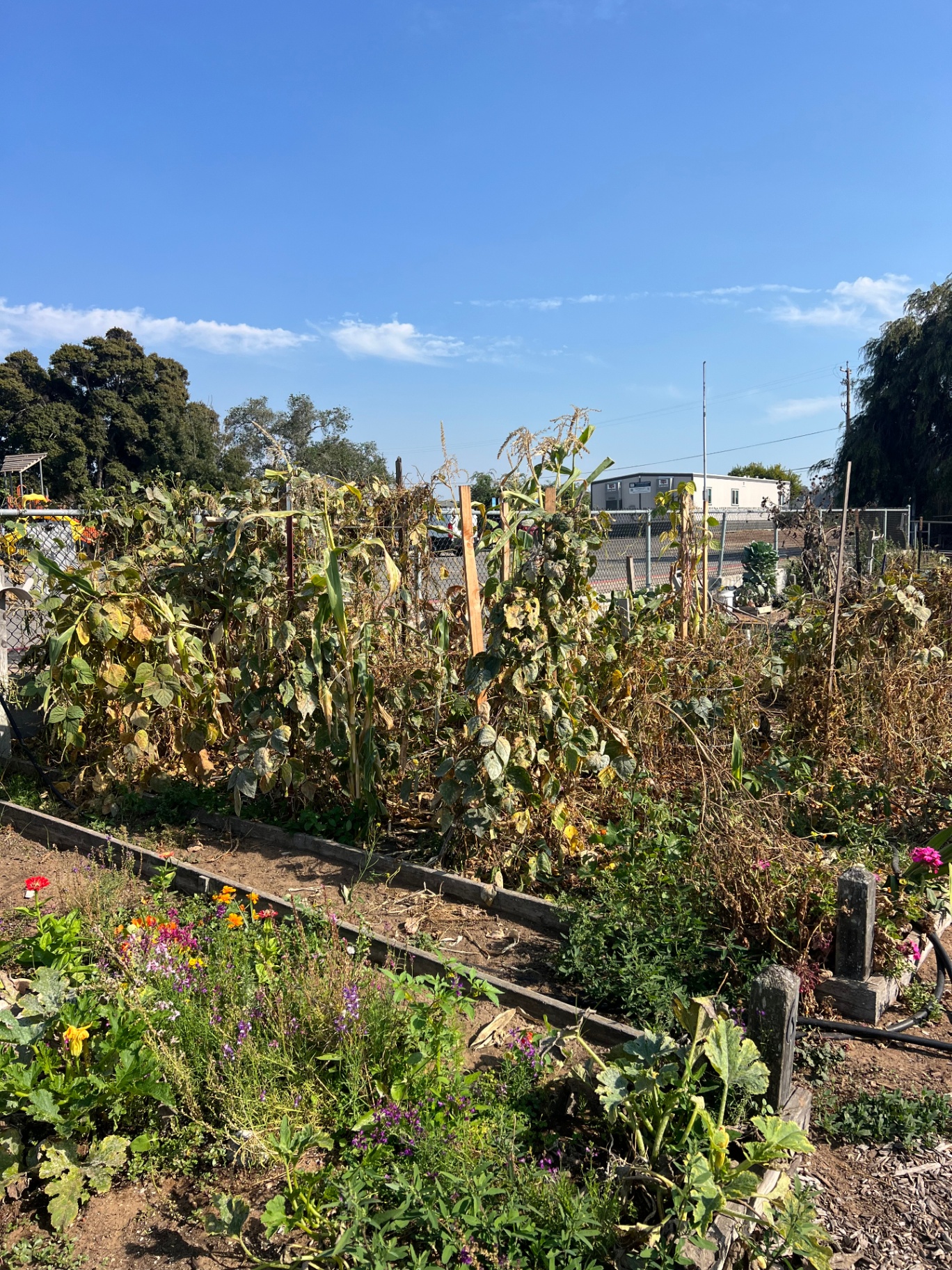 Corn, beans, and zinnias growing in the Arroyo Grande community garden beds the children tend
